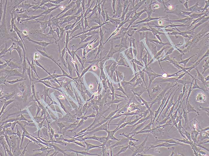 UMNSAH/DF-1鸡胚胎成纤维细胞