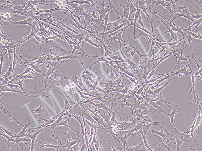 OP9小鼠骨髓基质细胞