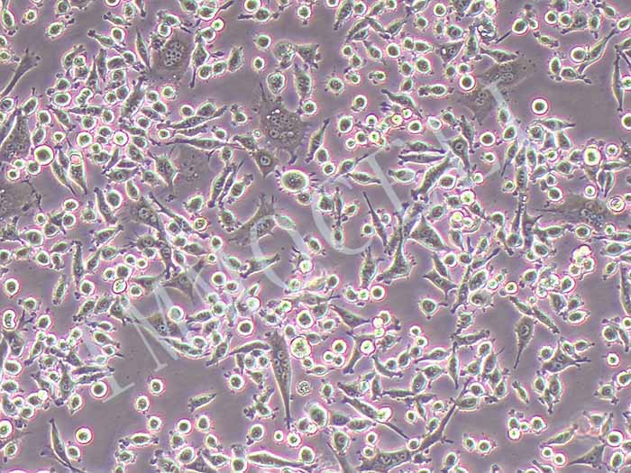 WEHI 164小鼠纤维肉瘤细胞