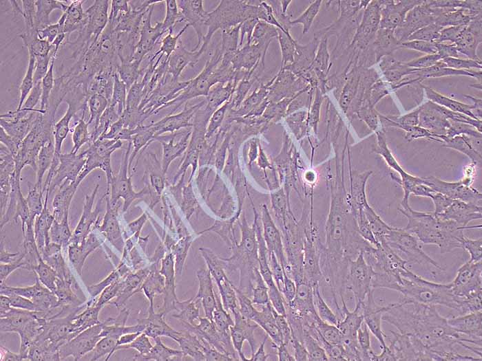 猪脂肪干细胞（永生化）