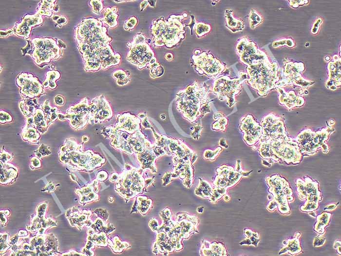 PC-12大鼠肾上腺嗜铬细胞瘤细胞（未分化）