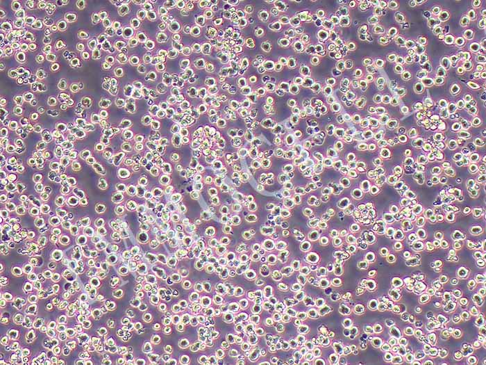 Sp2/0-Ag14小鼠骨髓瘤细胞