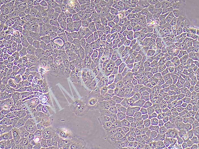 BXPC-3-FLUC-puro人胰腺腺癌细胞(FLUC标记)