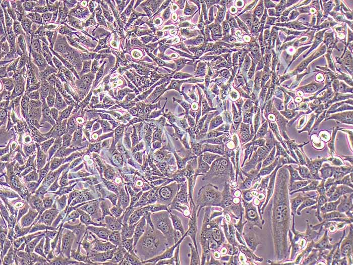 pan02-FLUC-puro小鼠胰腺癌细胞(FLUC标记)