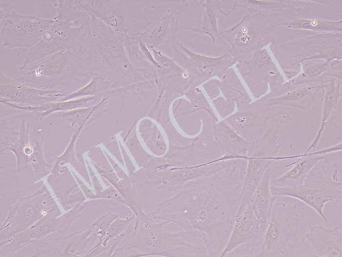 HA1800人正常星形胶质细胞