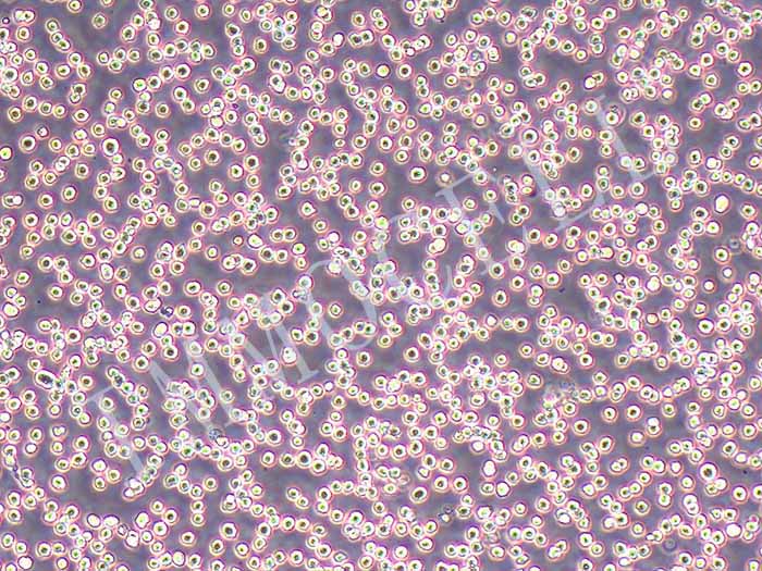 HL-60-FLUC-puro人早幼粒白血病细胞(FLUC标记)