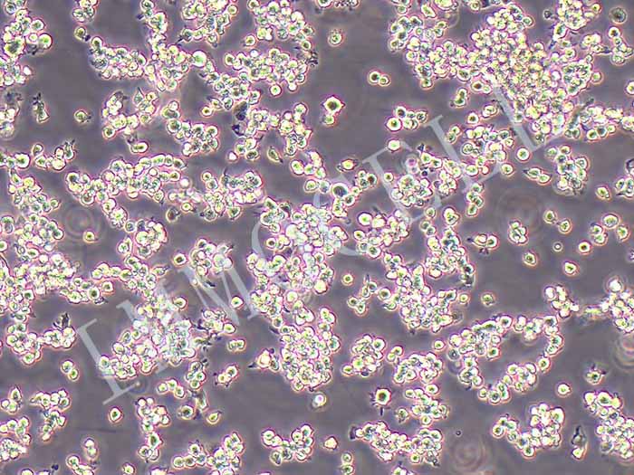 NR8383大鼠肺泡巨噬细胞