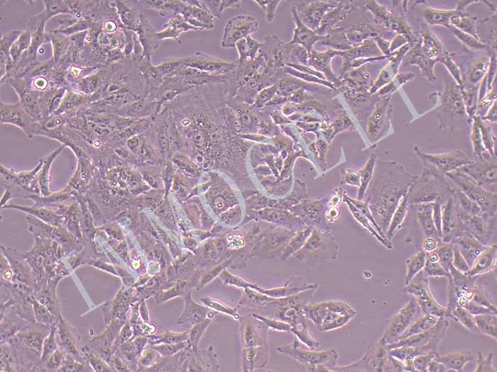 SK-MEL-2-FLUC-puro人皮肤黑色素瘤细胞(FLUC标记)
