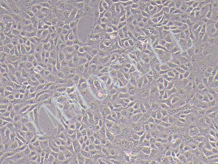VERO E6非洲绿猴肾细胞
