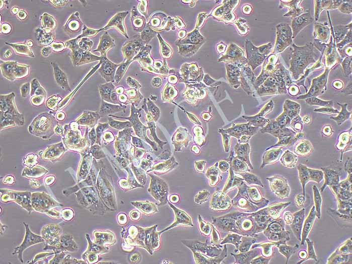 MHCC-97H-FLUC-puro人高转移性肝癌细胞(FLUC标记)
