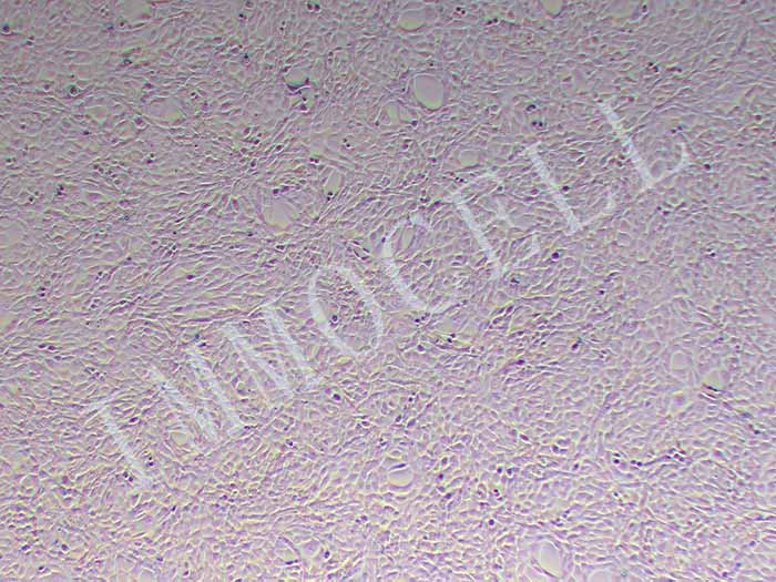 PT-67小鼠逆转录病毒包装株