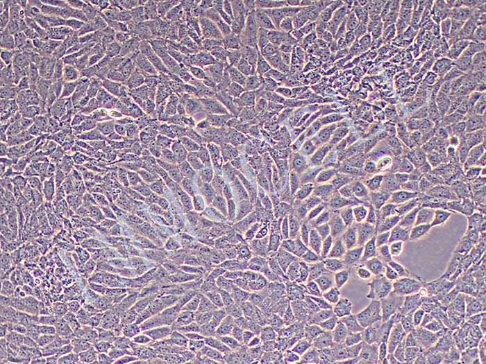 TM3小鼠睾丸间质细胞