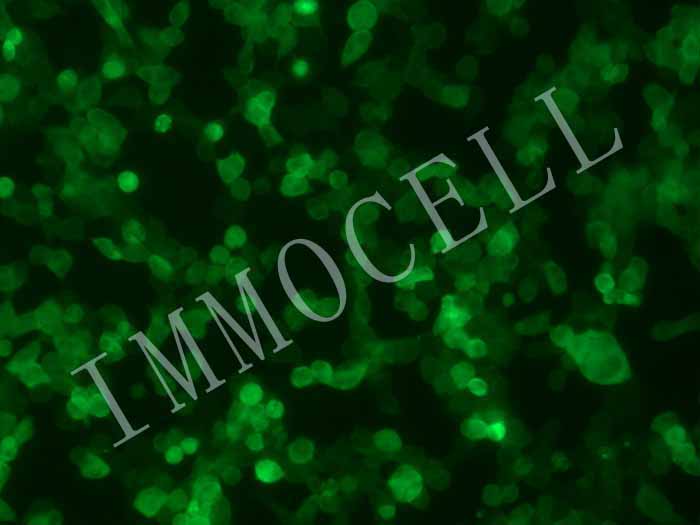 HEK293T-coGFP-puro人胚肾细胞(coGFP标记)