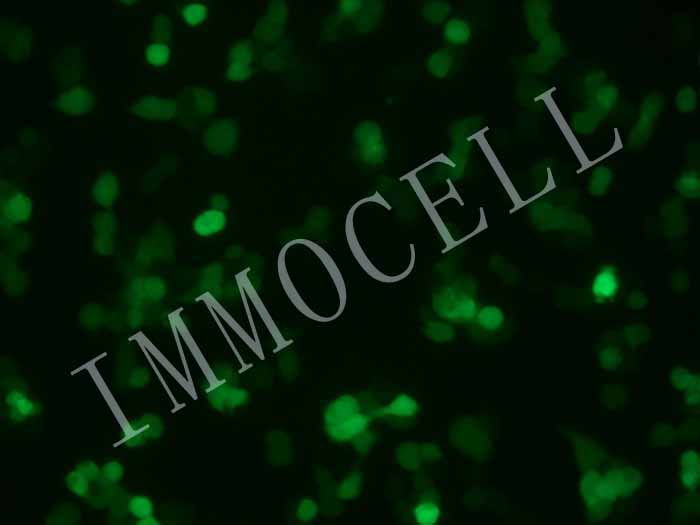 HEK293T-eGFP-puro人胚肾细胞(eGFP标记)