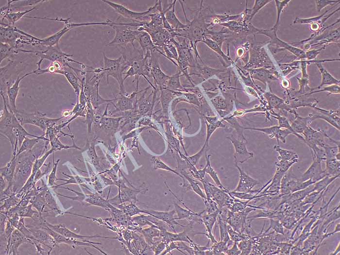 C3H/10T1/2,Clone 8小鼠胚胎成纤维细胞（物种鉴定正确）