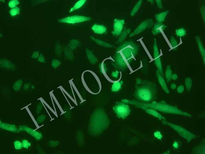 CHO-K1-coGFP-puro中国仓鼠卵巢细胞(coGFP标记)