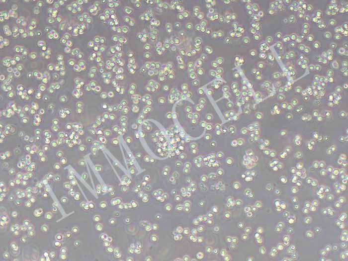 RAMOS-FLUC-puro人B淋巴细胞瘤细胞(FLUC标记)