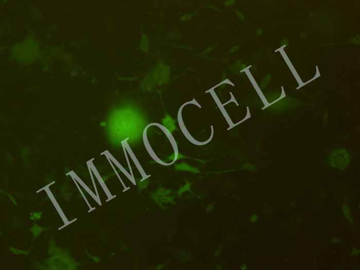 K7M2-WT-coGFP-puro小鼠骨肉瘤成骨细胞(coGFP标记)