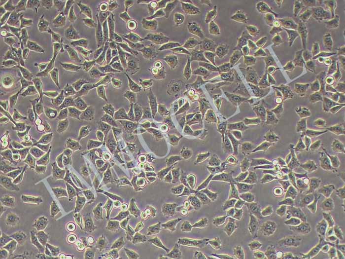 EMT6小鼠乳腺癌细胞