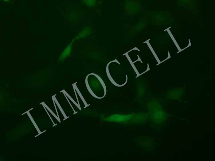 HUVEC-GFP-puro人脐静脉内皮细胞永生化(GFP标记)