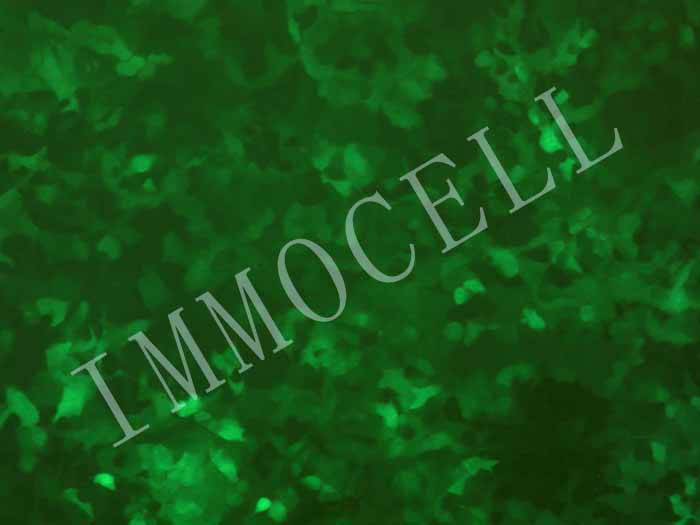 NCI-H292-FLUC-eGFP-puro人肺癌细胞(淋巴结转移)(FLUC/eGFP双标)