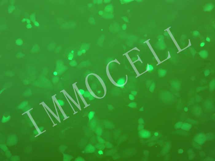 NCI-H1299-FLUC-eGFP-puro人非小细胞肺癌细胞(FLUC/eGFP双标)