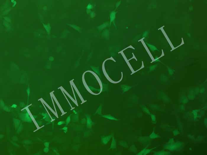 calu-1-FLUC-eGFP-puro人肺癌细胞(FLUC/eGFP双标)