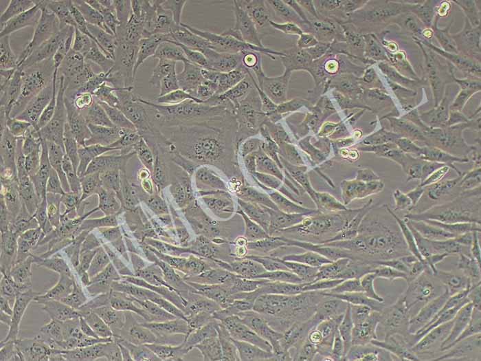 BHK-21仓鼠肾成纤维细胞