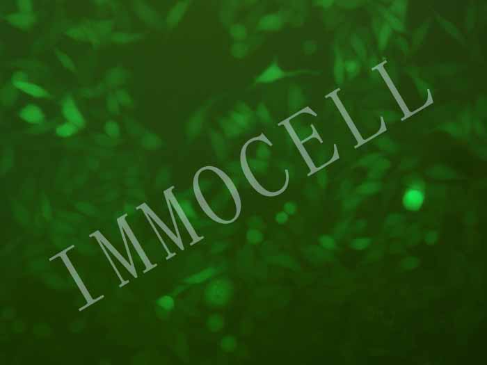 RKO-FLUC-eGFP-puro人结肠腺癌细胞(FLUC/eGFP双标)