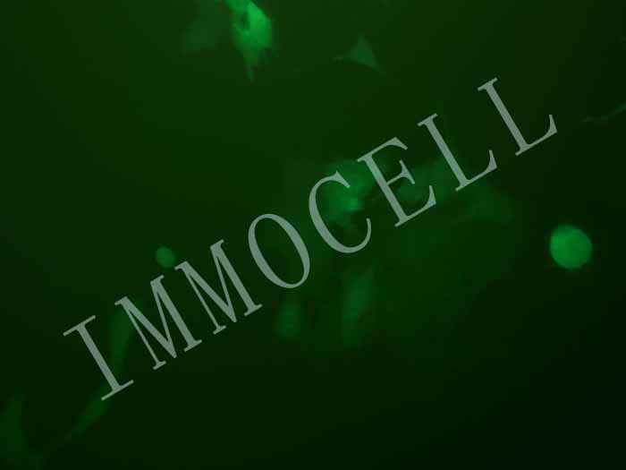 4T1-FLUC-eGFP-puro小鼠乳腺癌细胞(FLUC/eGFP双标)