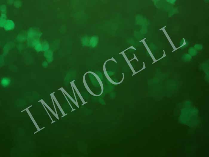 CNE2-FLUC-eGFP-puro人鼻咽癌细胞(FLUC/eGFP双标)