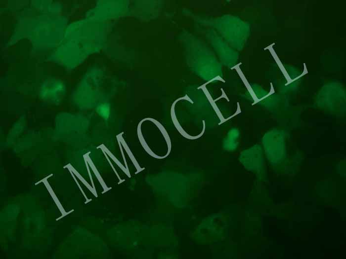 HEP3B-FLUC-eGFP-puro人肝癌细胞(FLUC/eGFP双标)