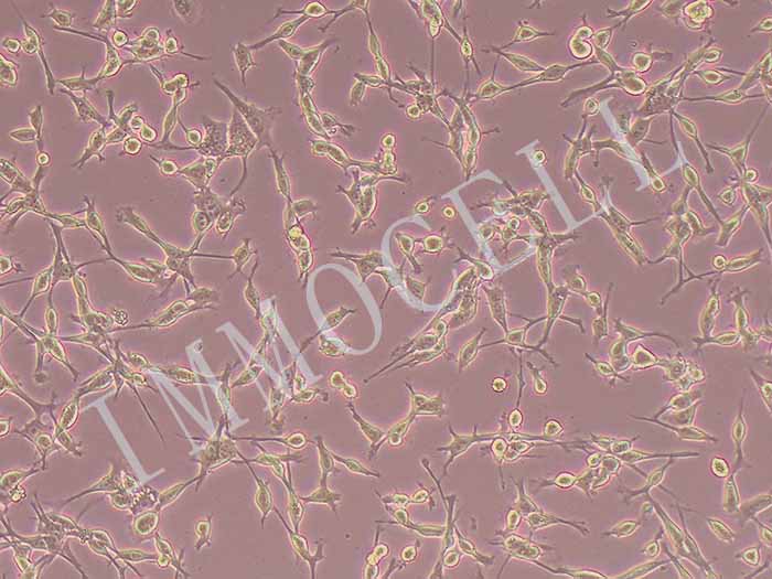 CT26小鼠结肠癌细胞（种属鉴定正确）