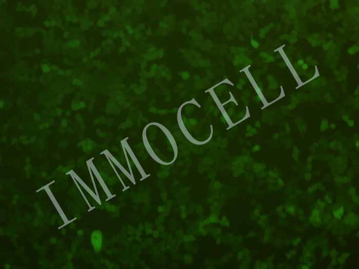 293T-FLUC-eGFP-puro人胚肾细胞（FLUC/eGFP双标）