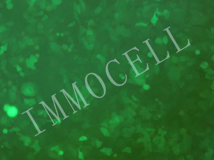 MHCC-97H-FLUC-eGFP-puro人高转移性肝癌细胞(FLUC/eGFP双标)图片