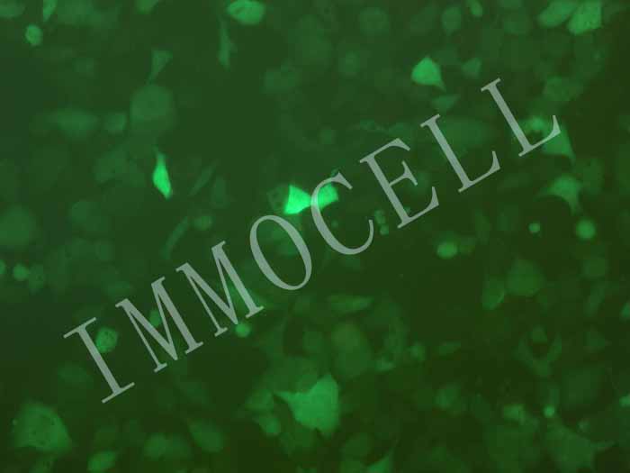 NCI-H1975-FLUC-eGFP-puro人肺腺癌细胞(FLUC/eGFP双标)图片