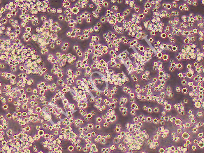 CHO-K1（CHO-S）仓鼠细胞驯化悬浮细胞株