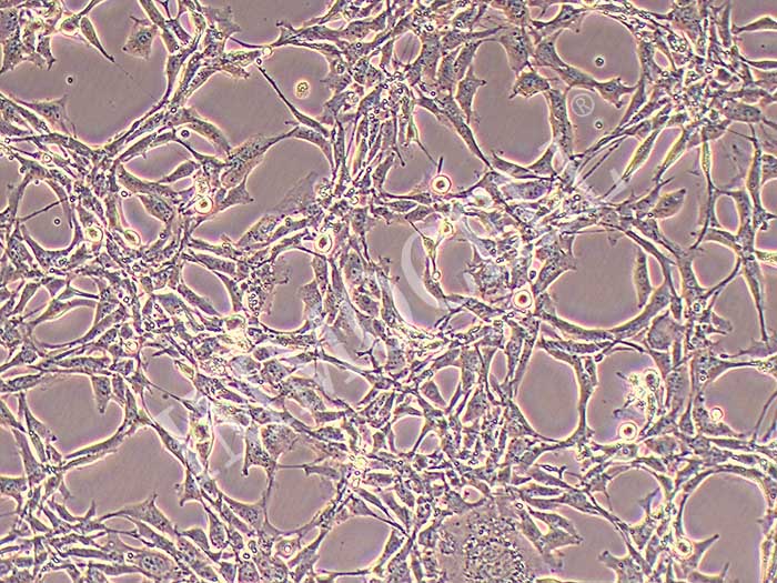 MS-5小鼠骨髓基质细胞