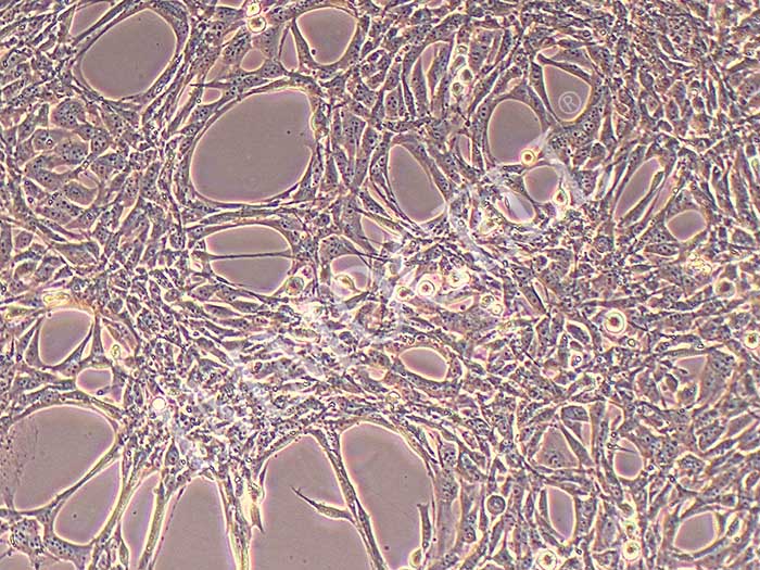 HEI-OC1小鼠耳蜗毛细胞