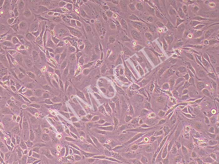 MS1小鼠胰岛内皮细胞