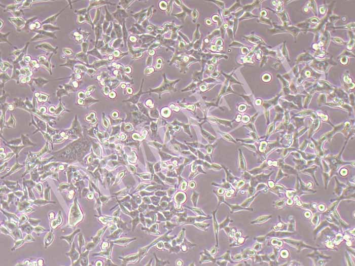 HCT-116/Oxaliplatin人结肠癌奥沙利铂耐药株