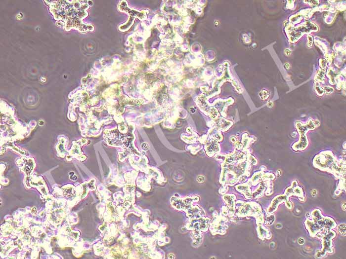 NCI-H526人小细胞肺癌细胞（STR鉴定正确）