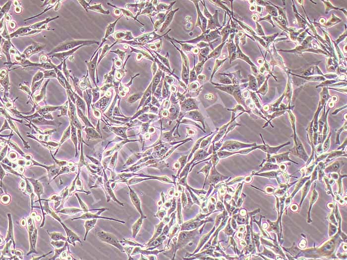 LA795小鼠肺腺癌细胞
