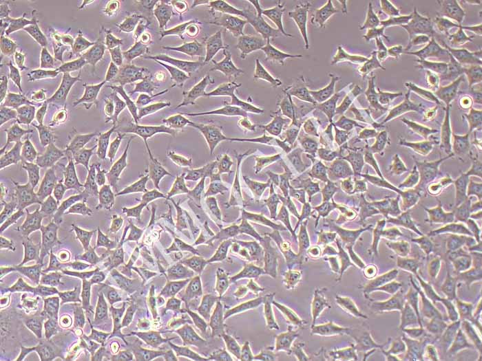 HEK-293人胚肾细胞（STR鉴定正确）