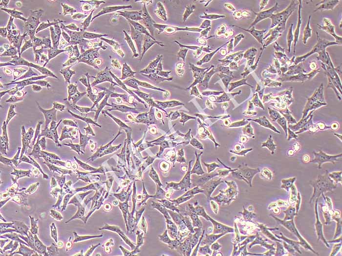 HT22小鼠海马神经元细胞（STR鉴定正确）
