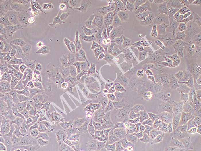 NCI-H522人肺癌细胞（STR鉴定正确）