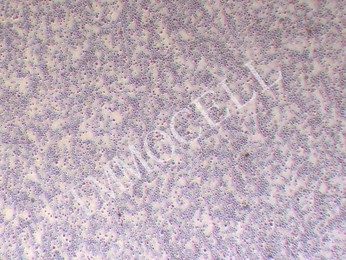 P3X63Ag8.653小鼠骨髓瘤细胞（STR鉴定正确）