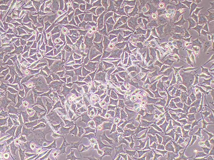RLE-6TN大鼠肺泡Ⅱ型细胞