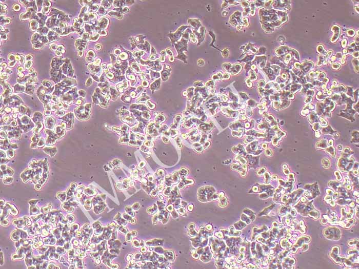 SW48人结肠腺癌细胞（STR鉴定正确）