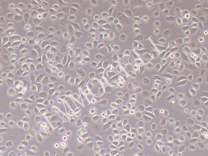 VK2/E6E7人阴道上皮细胞（STR鉴定正确）